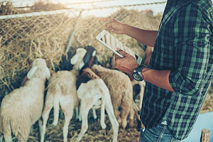 Le carcasse, gli scarti, le ossa e il sangue di animali: rifiuti o sottoprodotti? 